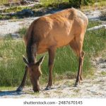 探索AS棋牌官网的独特魅力与游戏体验,尽享无限乐趣 bw7pp